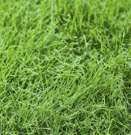 Low Grow Fescue Seed Mix